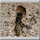 Ectemnius cavifrons oder ruficornis - Grabwespe serie03 m13.jpg